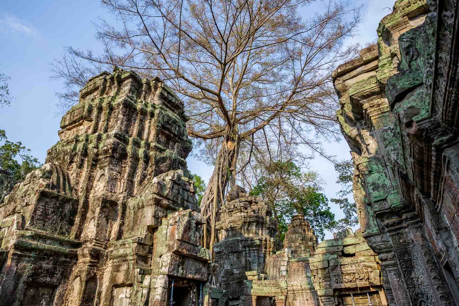 Angkor thom trees and structure
